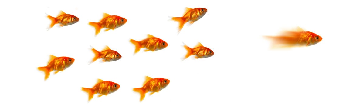 Small shoal of fish. One swims faster and ahead of the others.